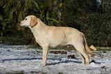 LABRADOR 923